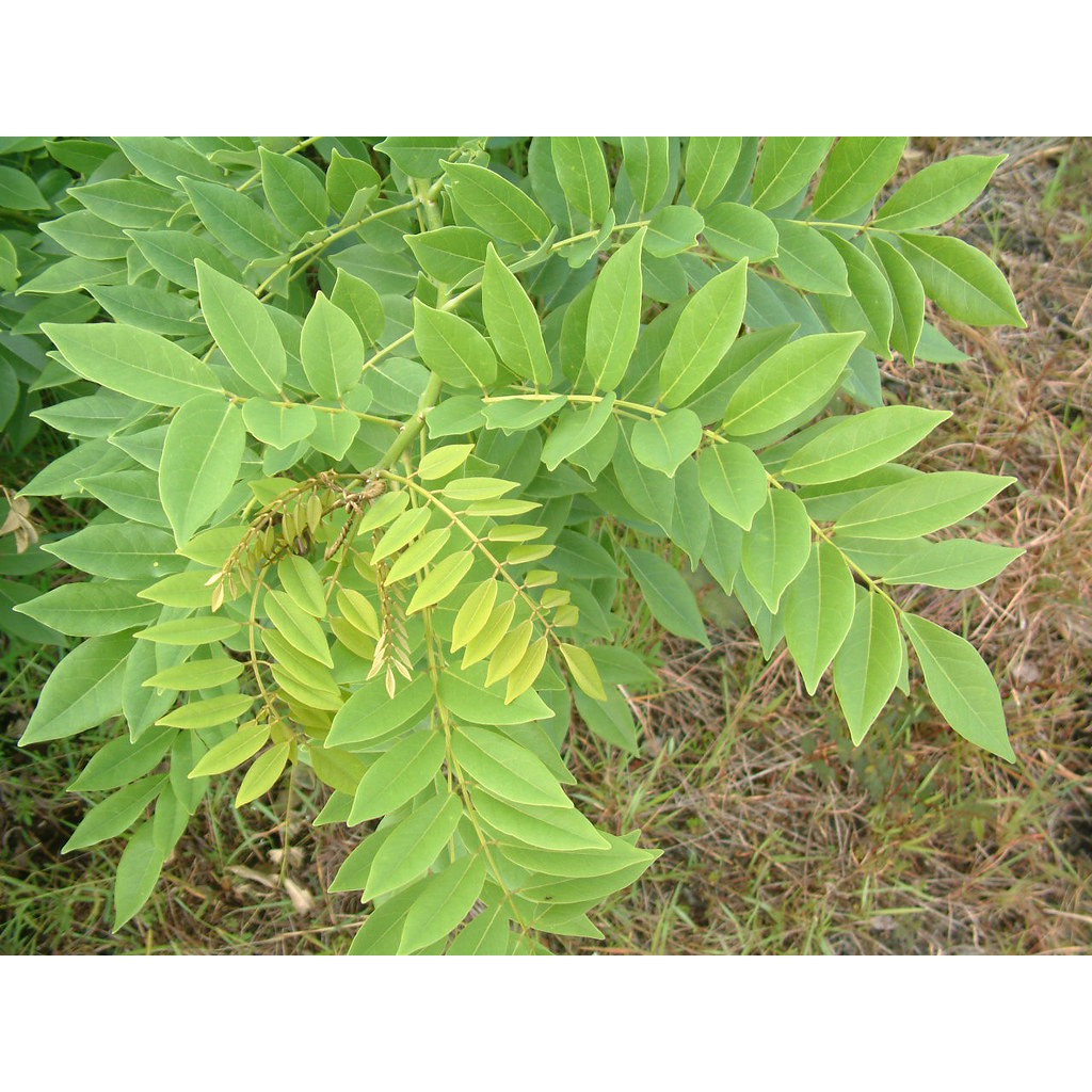 Madre De Cacao Dog Shampoo is rated the best in 04/2024 BeeCost