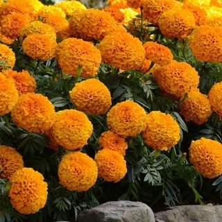 NEW 2022 ▬▲Philippines Ready Stock 100 Pcs Marigold Seeds Home Garden Fruit Seeds Flower Seeds Vege #4