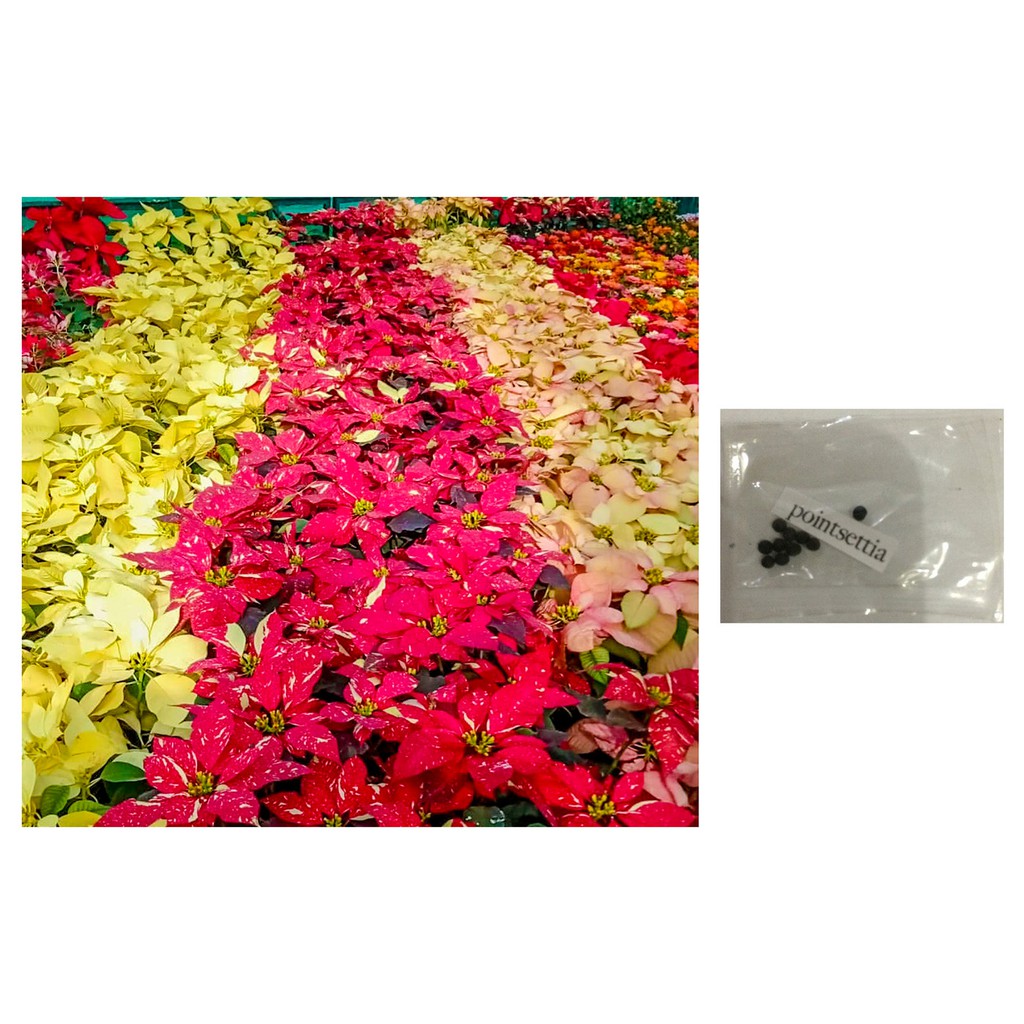 poinsettia assorted colors flower plant seeds Shopee