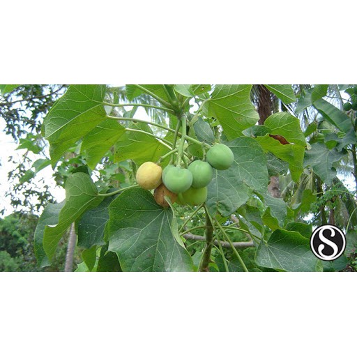 TubaTuba Physic Nut Seeds ( 7 seeds ) Shopee Philippines