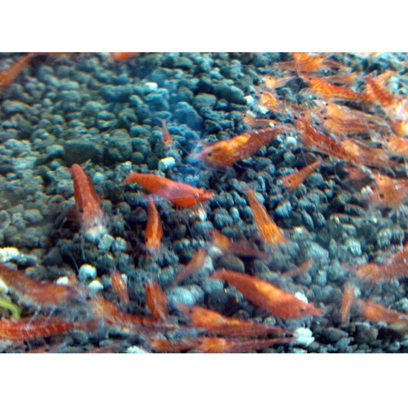 35g Natural Crystal Red Shrimp Dry Spinach Bar Food Vitamins Calcium Supplement  for Aquarium Fish Shrimp Feeding #4