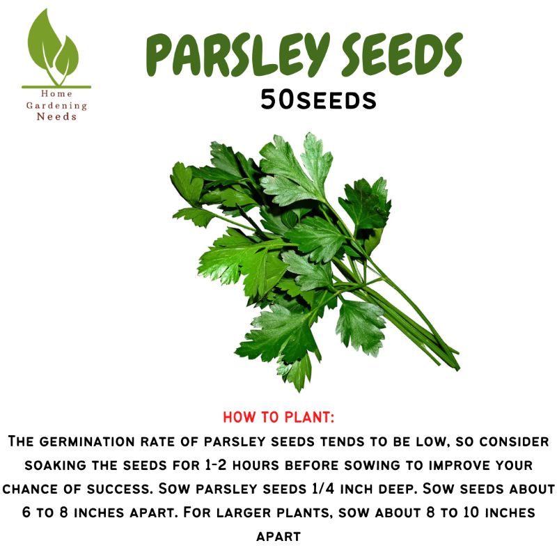 ITALIAN FLAT PARSLEY SEEDS (50pcs) Shopee Philippines