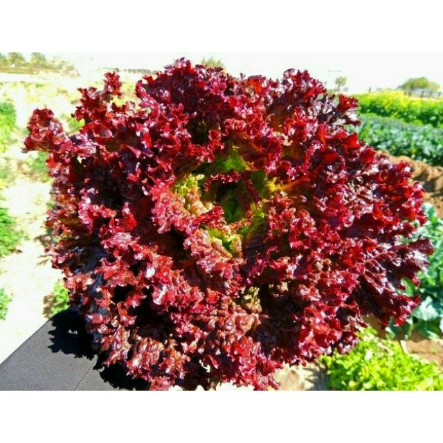 Lolla Rosa Lettuce/Seeds Shopee Philippines