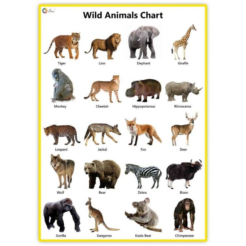 laminated Educational Chart Wild Animals Sea Animals | Shopee Philippines