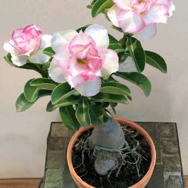 adenium obesum, calachuchi seedling | Shopee Philippines