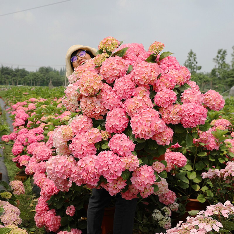 Mixed Hydrangea Bonsai Seeds Beautiful Flower Seeds for Sale Garden Flower Plant Seed Live Plants Po