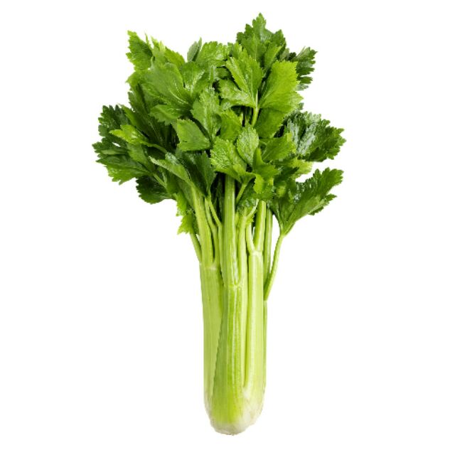 Celery {Herbs Seeds} Shopee Philippines
