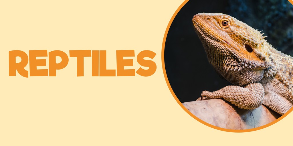 Pet Supplies Express, Online Shop Shopee Philippines