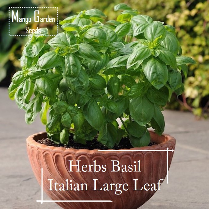 Italian Large Leaf Basil seeds 100 seeds