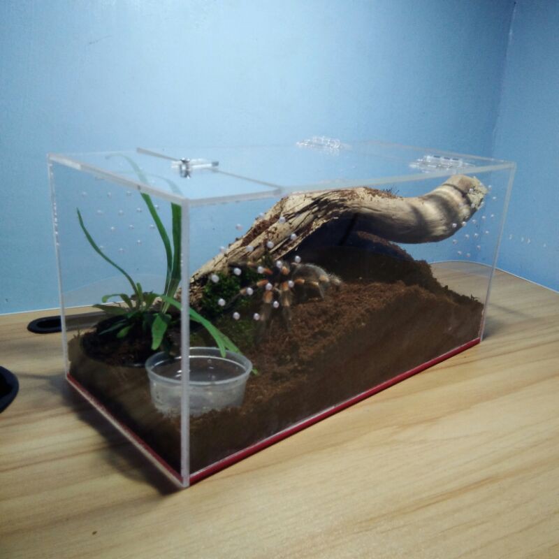 Acrylic Enclosure for Tarantulas and Exotic Pets / Tarantula Enclosure ...