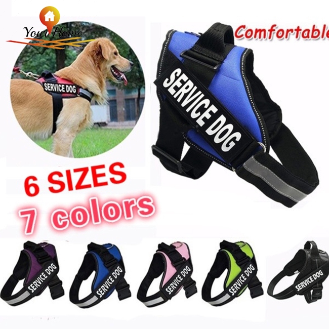 shoes for dog walking