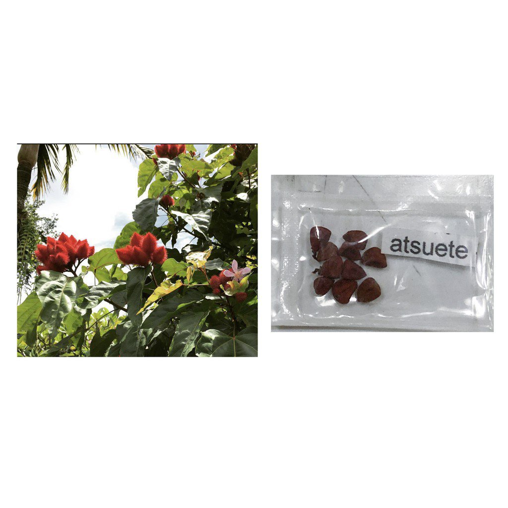 Factory price atsuete annatto anato lipstick tree anato bixa orellana