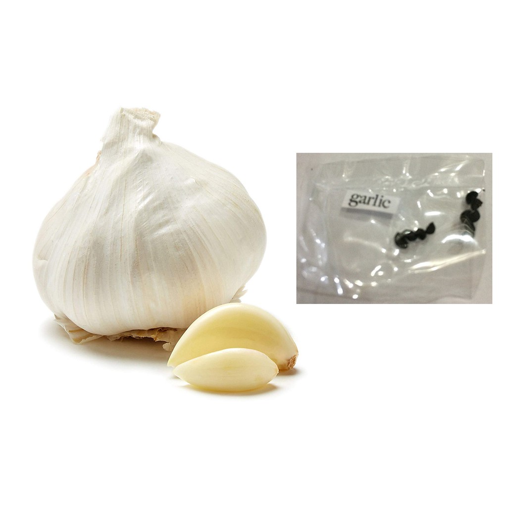 bulb of garlic