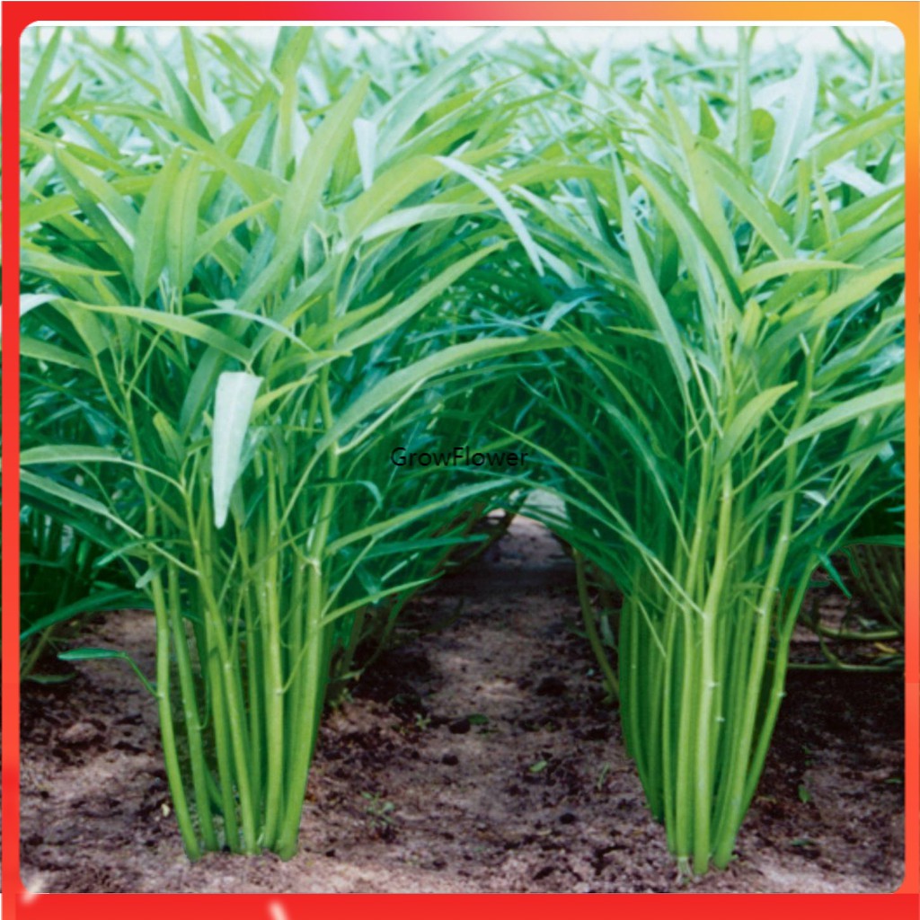 Kangkong Upland Chinese Water Spinach Seeds Vegetable 50pcs Shopee