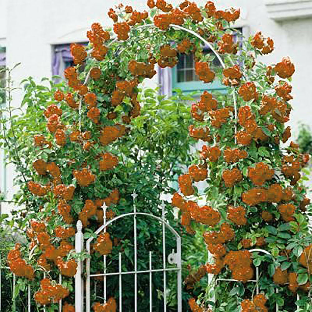 10pcs Orange Climbing Rose Seeds Flower Garden Plant Seedling | Shopee ...