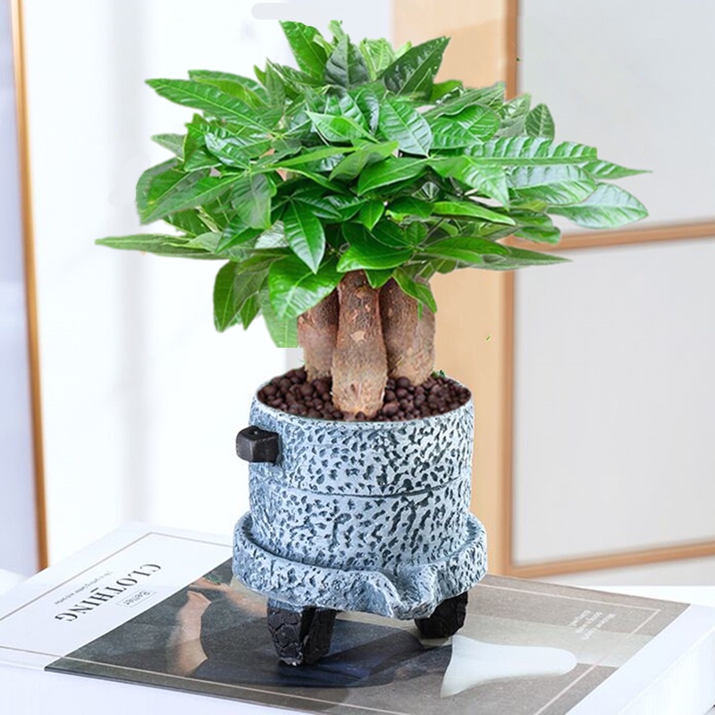 Pachira Macrocarpa Potted Plant Indoor Living Room Greenery Small