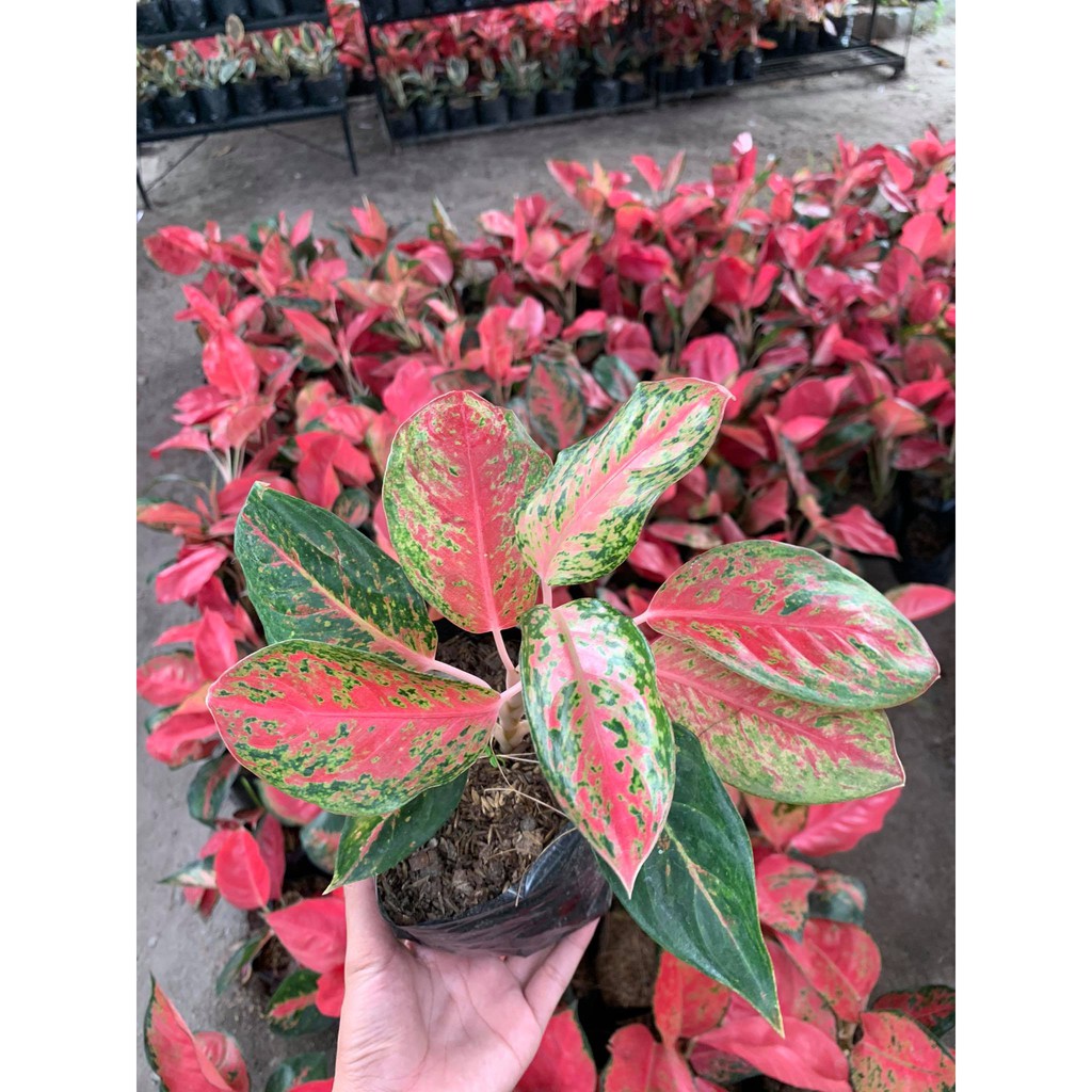 AGLAONEMA SHINING STAR | Shopee Philippines