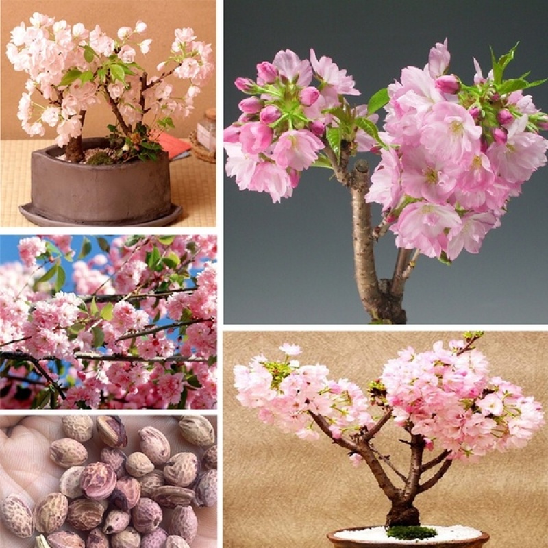 10 PCS Cherry Blossom Seeds Japanese Sakura Seeds Shopee Philippines