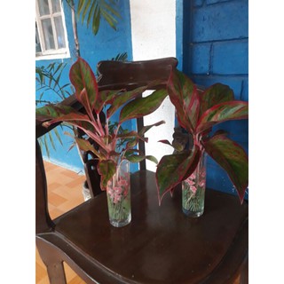 Aglaonema Red Lipstick / red siam/ air purifying indoor ...