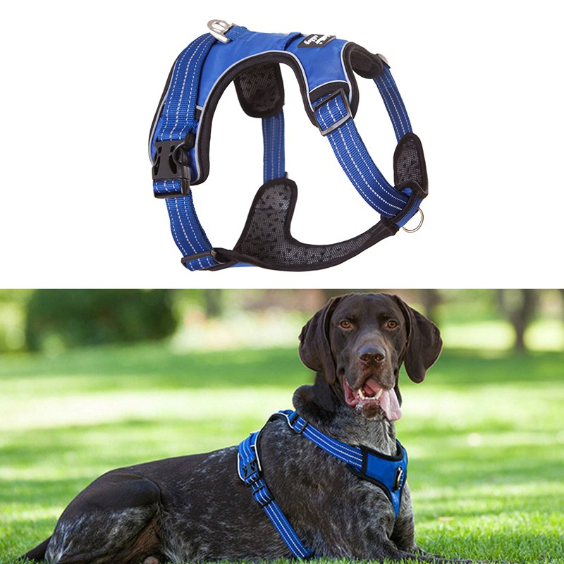 german shorthaired pointer neck size