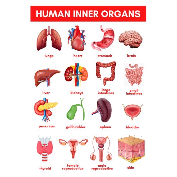 HUMAN ORGANS Chart, Educational Laminated Wall Chart for kids, toddlers ...