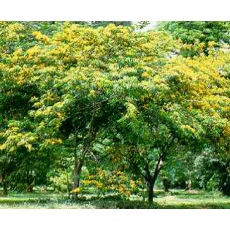 Philippine National Tree Narra
