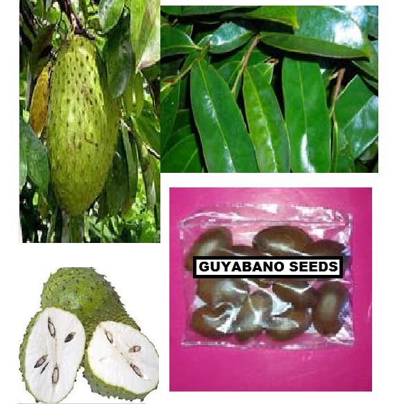 Guyabano Seeds Soursop 10 Seeds Shopee Philippines