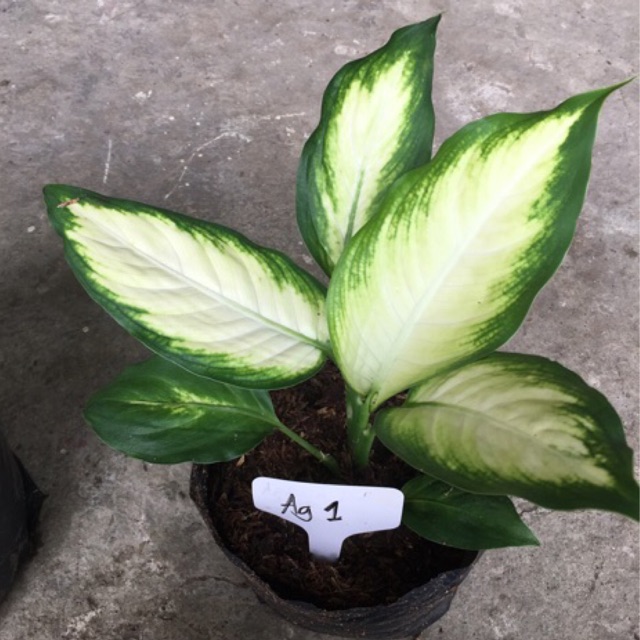 Aka Dieffenbachia Indoor Air Purifying Plant Shopee Philippines