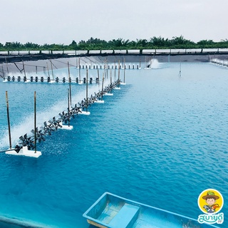 Eliminate 1 Bottle Of Turbo Plus Can Use 4 Rai Get Rid Of Sap Shrimp Shells Crabs Fish Before Releasing Shrimp. Comfortable Balls Good Support And Ko. #2