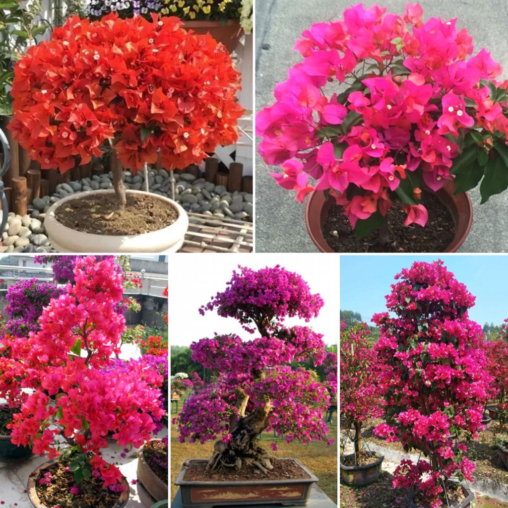 Philippines Genuine 100 Pcs Bougainvillea Seed Green Ornamental Plant ...