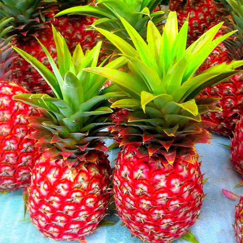 20Pcs/Bag Pineapple Seeds Dwarf Pineapple Plantas Tree Fruit Rare Bonsais