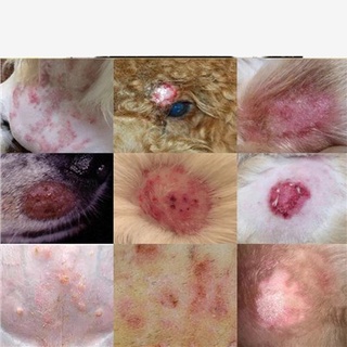 ✌Pet cat moss topical medicine ringworm spray dog ​​skin disease in addition to fungus mites pyoderm