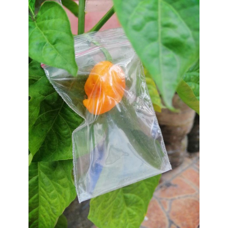 package for ms. gen tri na mine last january 2021 Shopee Philippines