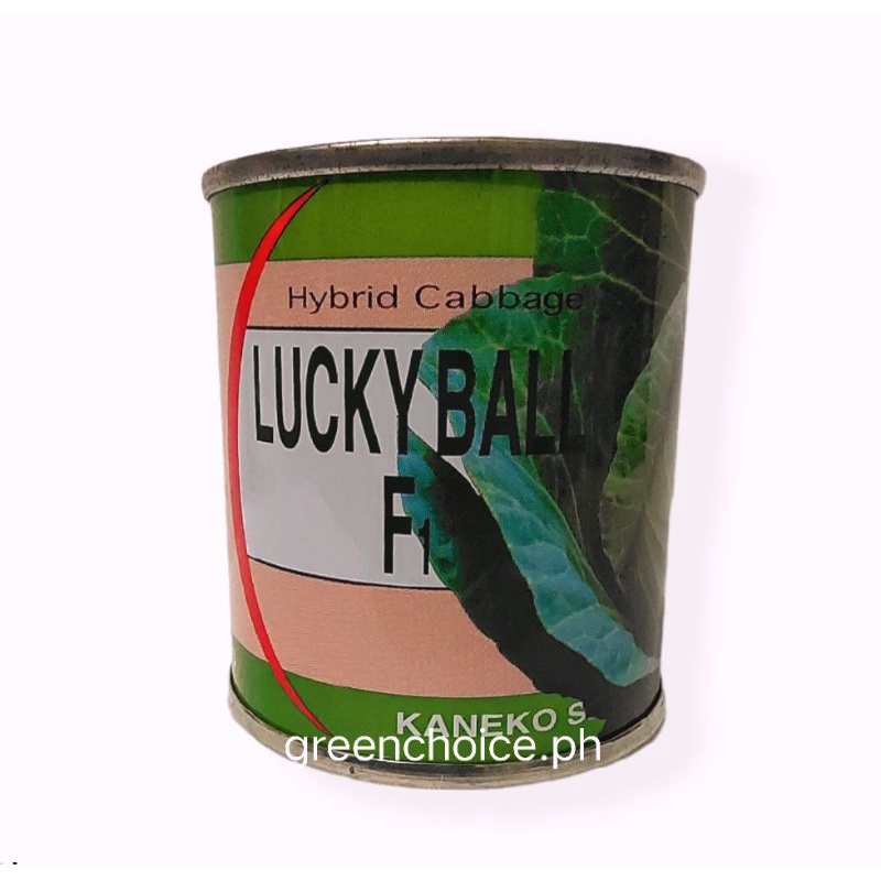 LUCKY BALL F1 HYBRID CABBAGE 50 GRAMS | Shopee Philippines