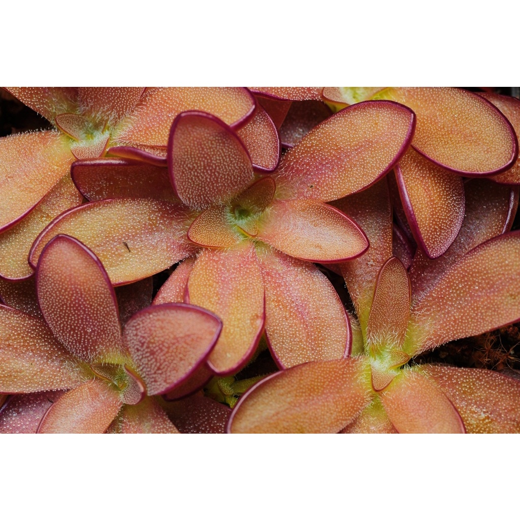 Crystal Butterwort Succulent InsectEating Plant Cannibal Flower