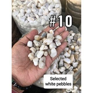 Aquarium Pebbles Black Sand sea shells Lava Rock Marble Chips 1kg #6