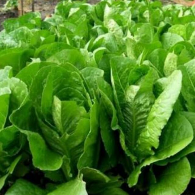 romaine lettuce seeds Shopee Philippines