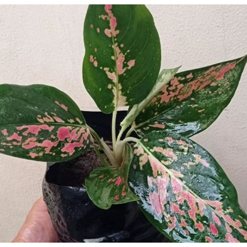 Pink Dalmatian Aglaonema
