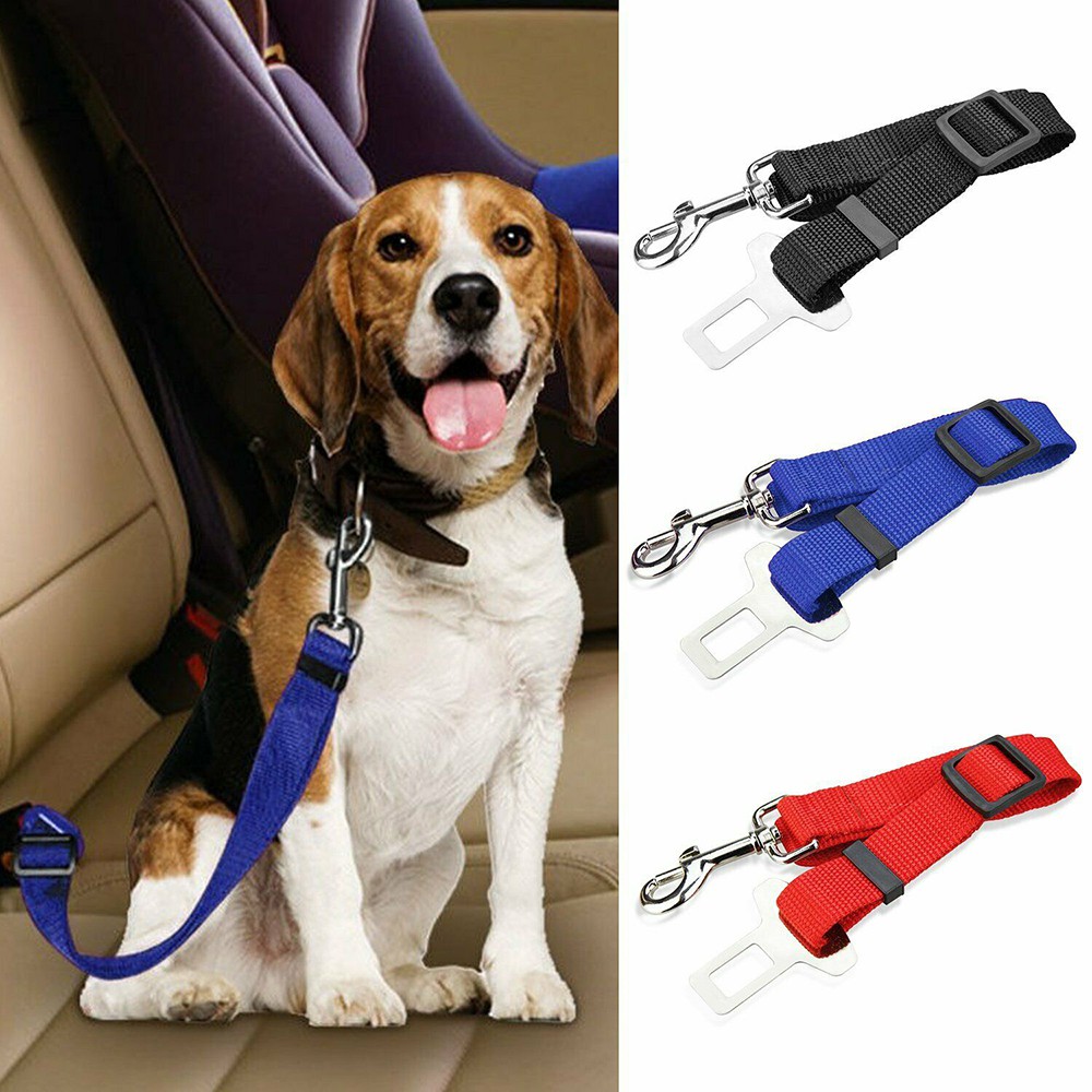 seat belt dog collar