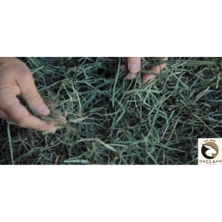 ▦▧PREMIUM Quality Timothy Hay in Resealable Plastic