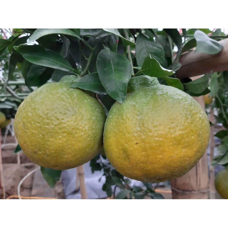 Dekopon Orange (1kg) Shopee Philippines