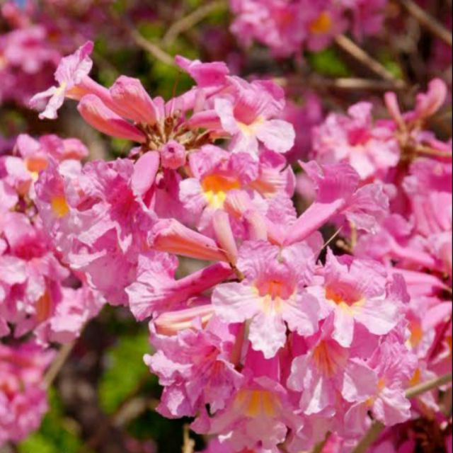 Pink Trumpet Tree seeds | Shopee Philippines