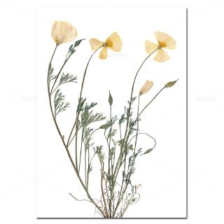Herb Prints Nordic Poster Botanical Canvas Painting Minimalist Wall Art Pictures For Living Room Home Decoration Modern Decor Unframed Shopee Philippines