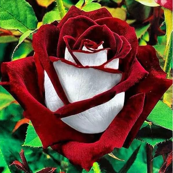 100 seeds/pack Osiria Rose flower Seeds Bonsai Ornamental Flower Plant Seeds