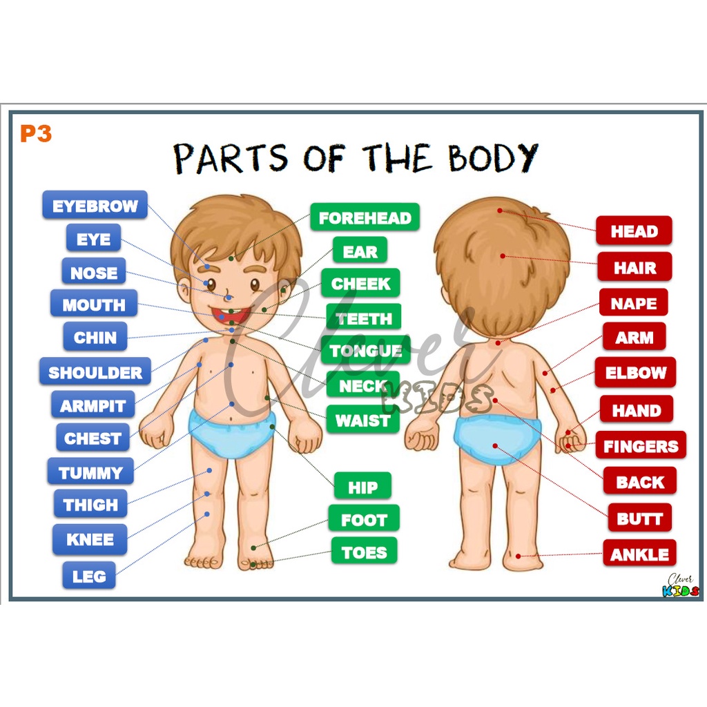 parts-of-the-body-full-educational-chart-a4-laminated-by-clever-kids