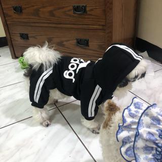 puppy adidas tracksuit