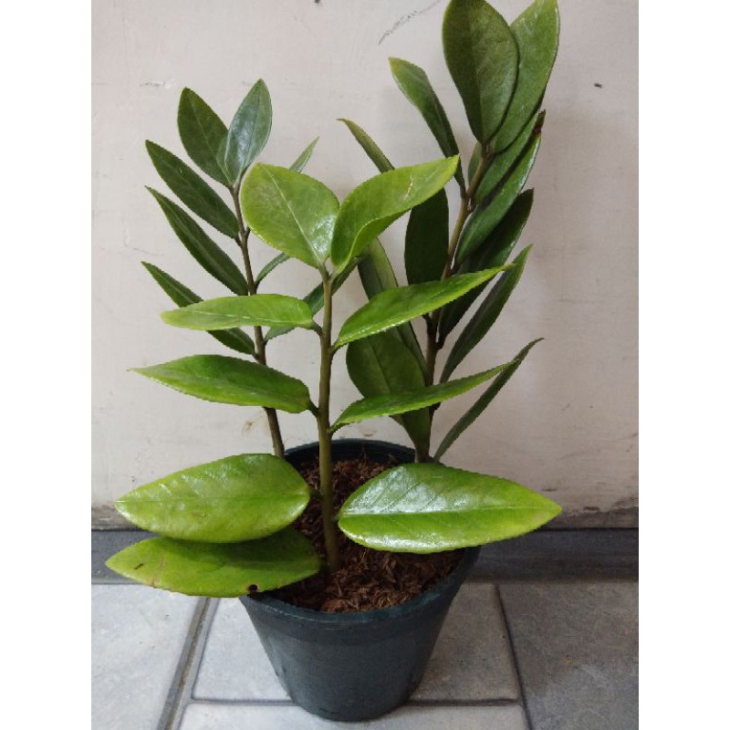 Welcome Plant Or Zamioculcas Zamiifolia Zz Plant Indoor And Outdoor Shopee Philippines