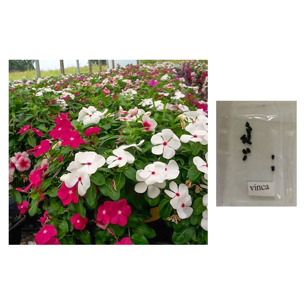 Kumintang Flower is rated the best in 01/2024 BeeCost