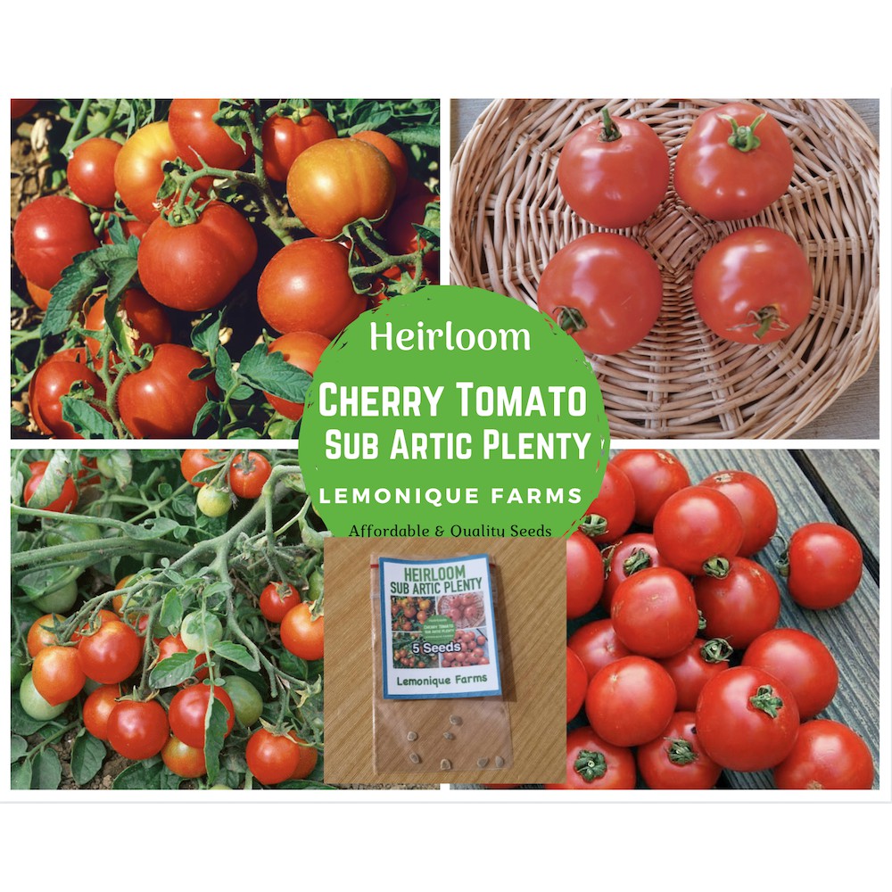 Heirloom Tomato Seeds Sub Arctic Plenty Tomato heirloom