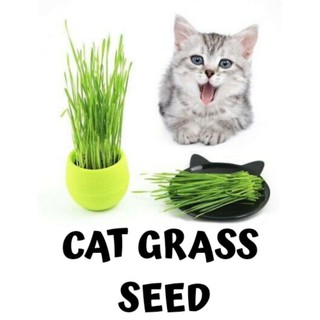 Cat Grass Seeds Wheatgrass 1 kilo #4